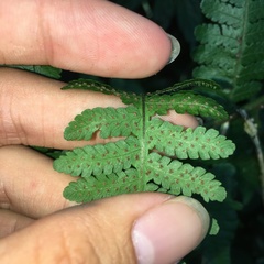 Deparia boryana
