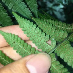 Deparia boryana