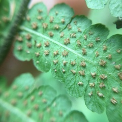 Deparia boryana