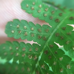 Deparia boryana