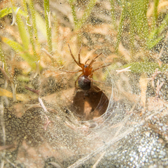 Agelena labyrinthica