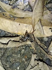 Velarifictorus micado