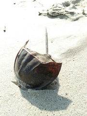 Carcinoscorpius rotundicauda