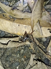 Velarifictorus micado