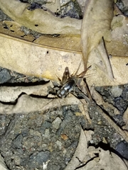 Velarifictorus micado