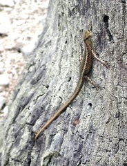 Cryptoblepharus poecilopleurus