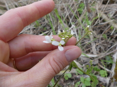 Cardamine bulbosa
