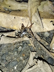 Velarifictorus micado