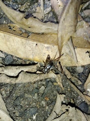 Velarifictorus micado