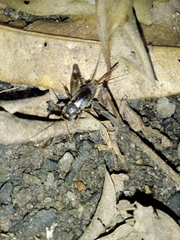 Velarifictorus micado