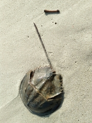 Carcinoscorpius rotundicauda