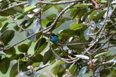 Dacnis hartlaubi