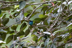 Dacnis hartlaubi