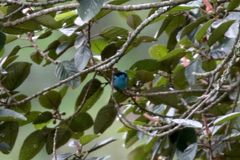 Dacnis hartlaubi
