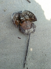 Carcinoscorpius rotundicauda
