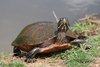 Northern Red-bellied Cooter - Photo (c) Rhonda Ridley, some rights reserved (CC BY-SA), uploaded by Rhonda Ridley