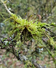 Hypnum resupinatum