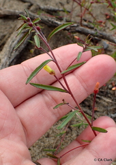 Camissonia strigulosa