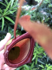 Nepenthes alata × ventricosa