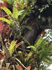 Aechmea correia-araujoi