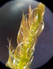 Hypnum resupinatum
