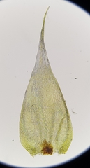 Hypnum resupinatum