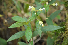 Psychotria stachyoides