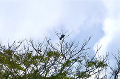 Chrysococcyx caprius