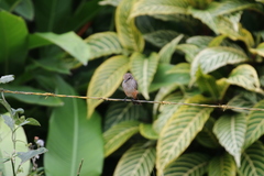 Pyrocephalus rubinus