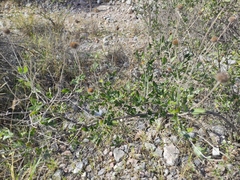 Calanticaria brevifolia