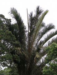 Raphia australis