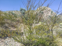 Vachellia vernicosa
