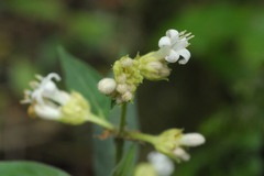 Psychotria stachyoides