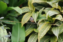 Pyrocephalus rubinus