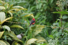 Pyrocephalus rubinus