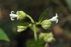 Psychotria stachyoides