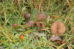 Entoloma infula