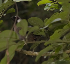 Pterorhinus chinensis