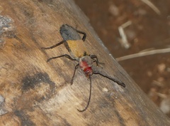 Purpuricenus laetus