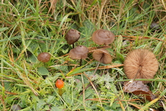 Entoloma infula
