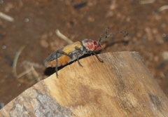 Purpuricenus laetus