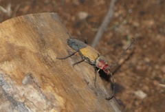 Purpuricenus laetus