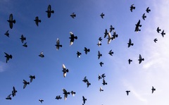 Columba livia domestica