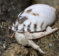Coenobita scaevola