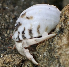 Coenobita scaevola