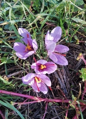 Crocus sativus