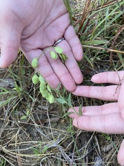 Hebecarpa ovatifolia