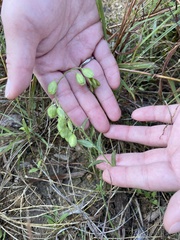 Hebecarpa ovatifolia