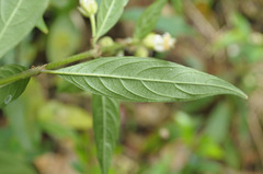 Psychotria stachyoides