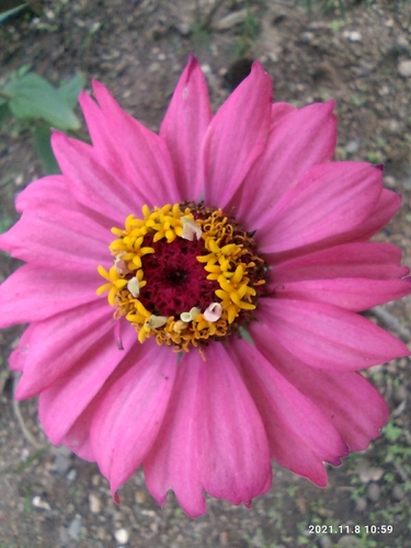 Zinnia elegans image